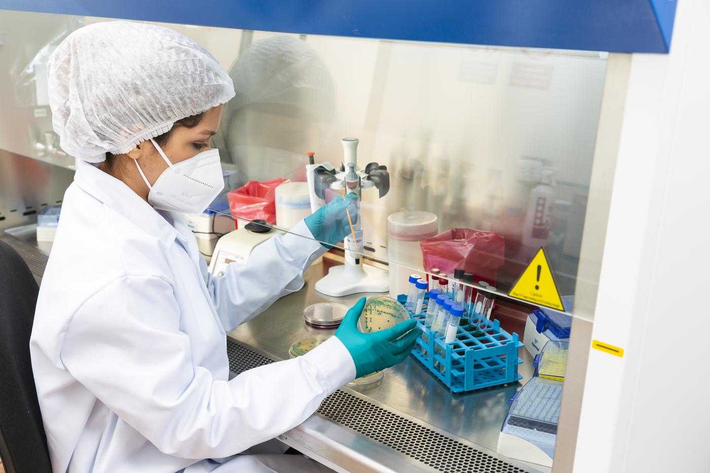 Trabajo en cabina de bioseguridad del laboratorio de microbiología de CETOX LAB